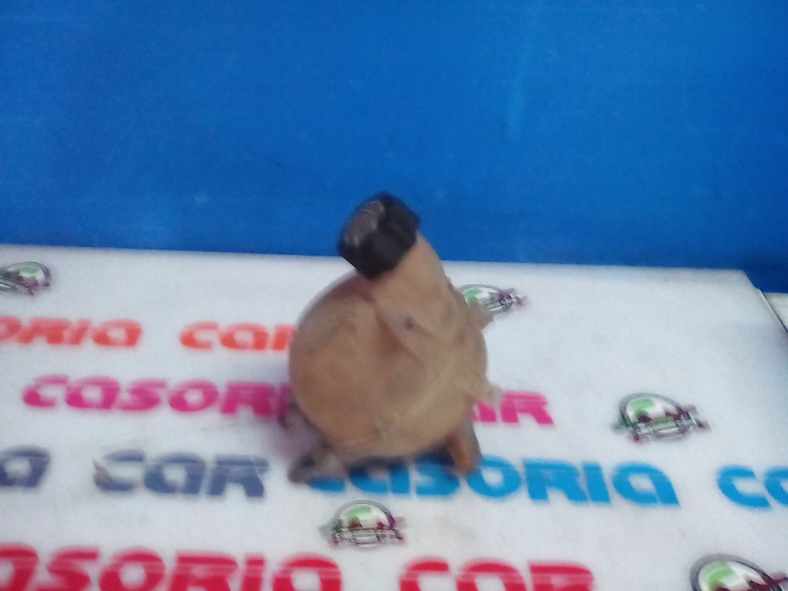 Vaschetta Compensazione Radiatore 1307XQ Usato